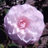 Nuccio's Pearl